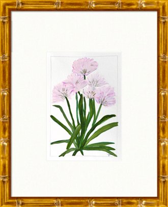 Allium | 12" h x 9" w | Framed - Liza Pruitt