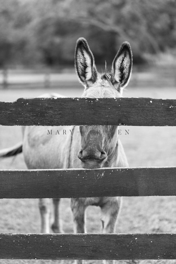 On the Farm I - Liza Pruitt