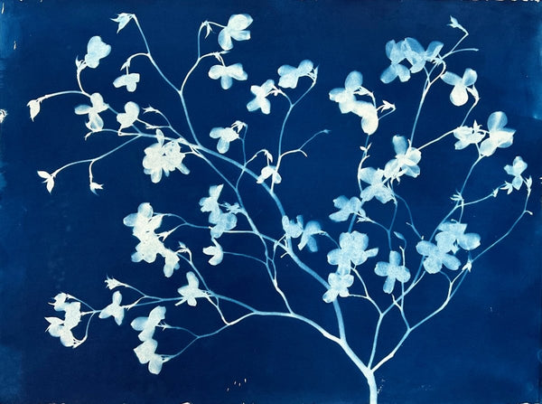 White Dogwood I | 21" h x 29" w - Liza Pruitt