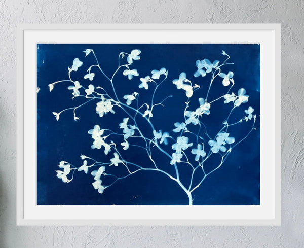 White Dogwood I | 21" h x 29" w - Liza Pruitt